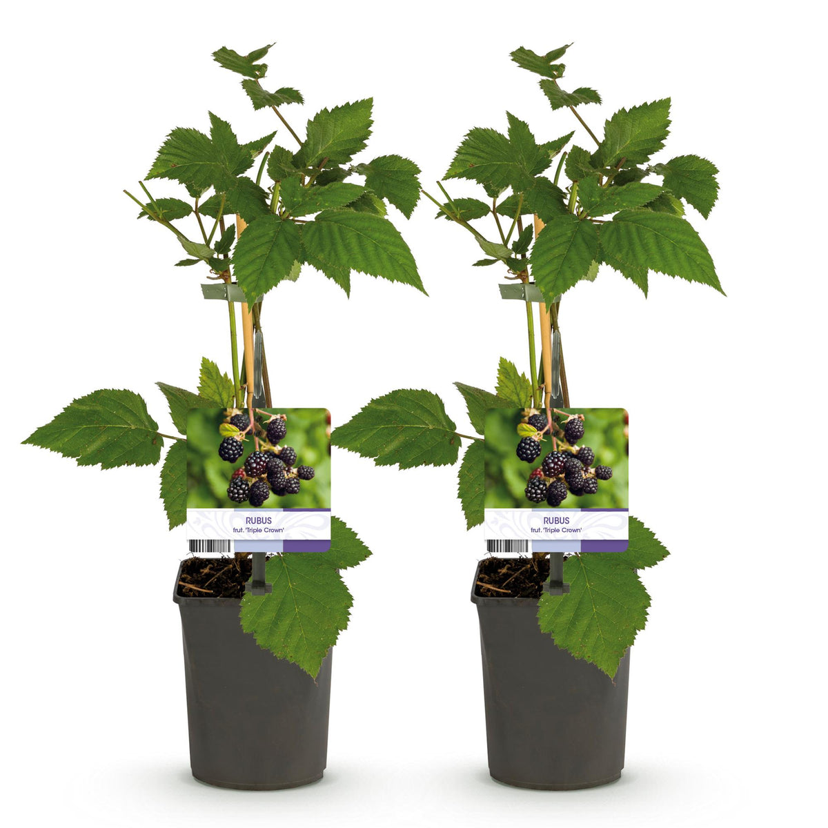 Fruitplant - Braam - Rubus fruticosus Triple Crown - Zwarte Braam - Doornloos - 2 planten -  Pot 11cm Hoogte 40cm