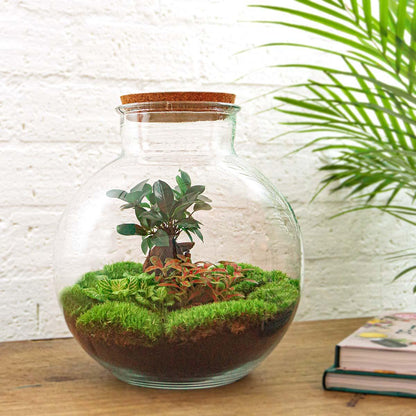 DIY Planten terrarium - Bolder Bob Bonsai - Ø 31 cm ↑ 30 cm - Zonder tools