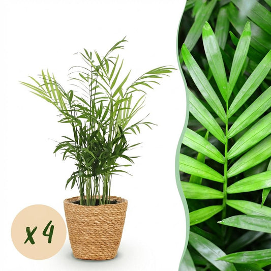 Kamerplant - Chamaedorea elegans - Goudpalm - Huisdiervriendelijke Plant - Groen - 4 Planten - met Mand - Pot 12cm - Hoogte 15cm