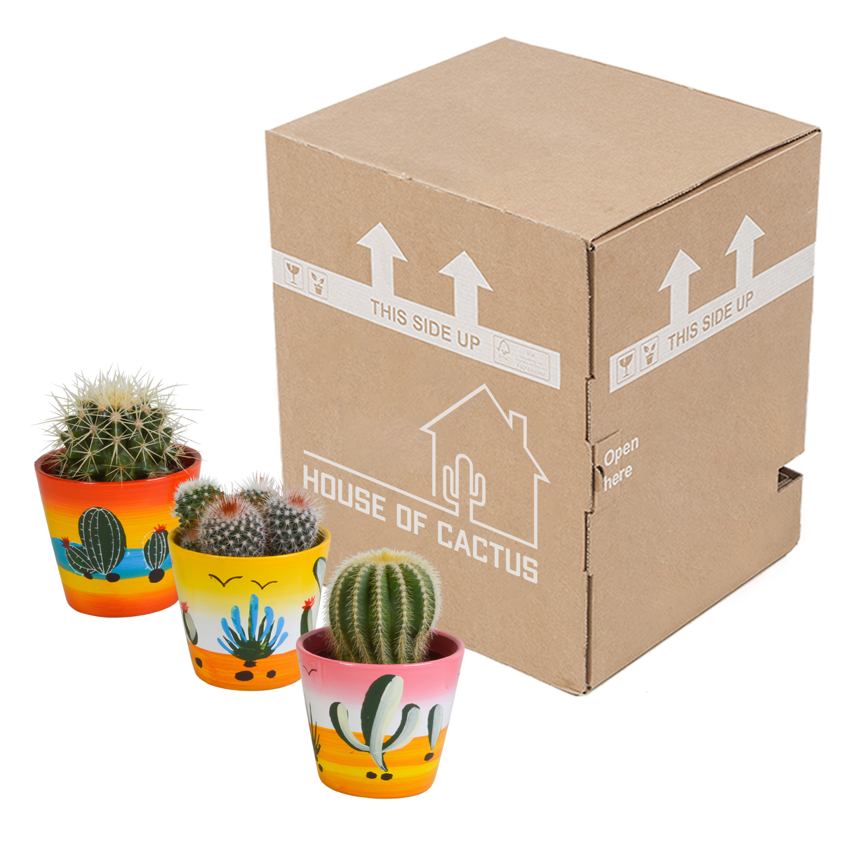 Bolcactus mix 8,5 cm | 3 stuks - in Mexicaanse pot