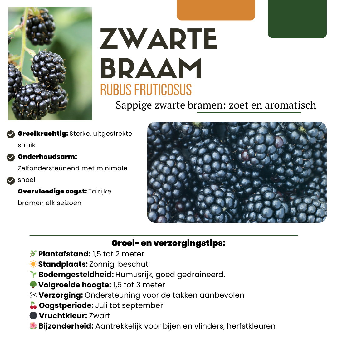 6 x Biologische bramenplanten - Ø 13 cm - ↨ 20 cm