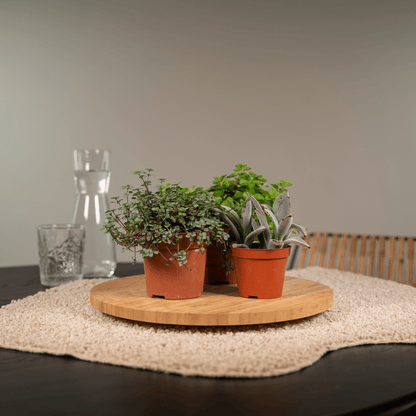 Everspring - Succulenten Mix - 10 cm - Ø8,5 - 9
