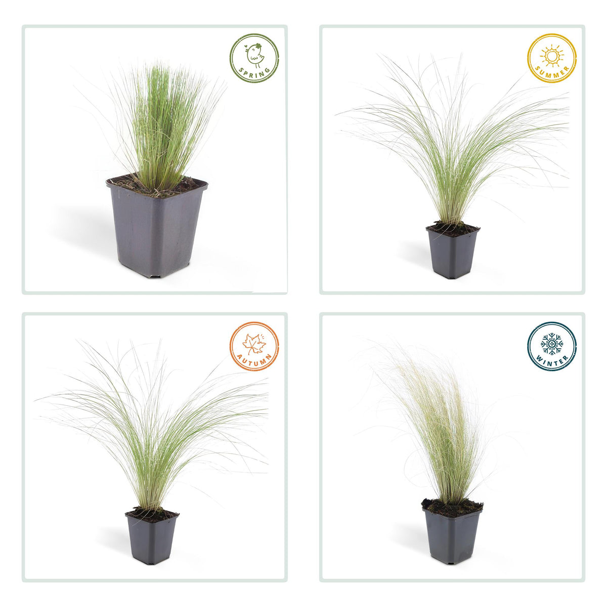 6x Stipa tenuissima 'Ponytails' - ↕10-25cm - Ø9cm