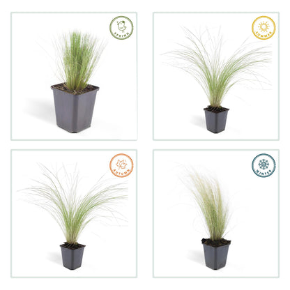 6x Stipa tenuissima 'Ponytails' - ↕10-25cm - Ø9cm