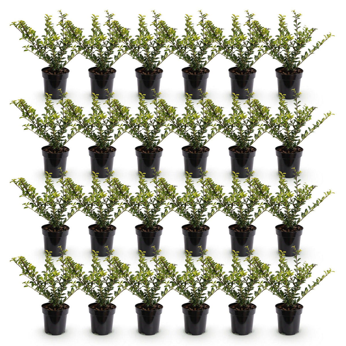 24x Ilex crenata Golden Gem - Japanse Hulst - Haagplanten - Groenblijvend - Geel - Pot 9cm - Hoogte 20-30cm