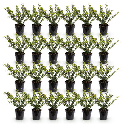 24x Ilex crenata Golden Gem - Japanse Hulst - Haagplanten - Groenblijvend - Geel - Pot 9cm - Hoogte 20-30cm