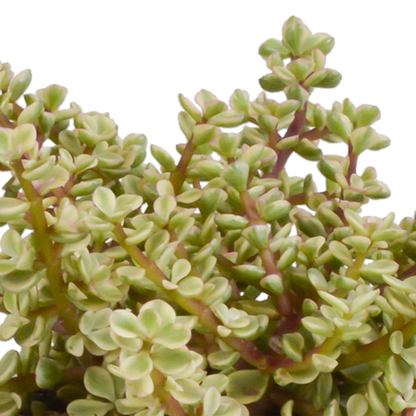 Crassula mix 10,5 cm - 3x - in Mexicaanse pot