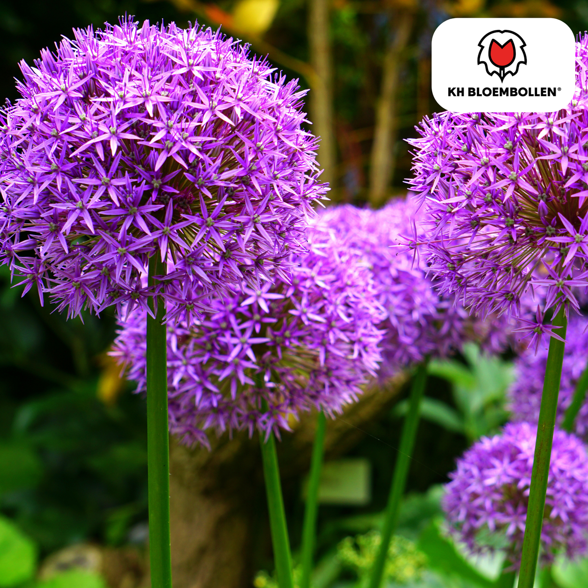 Allium Globemaster 5 stuks