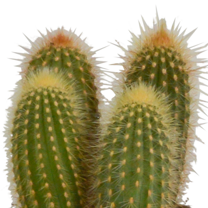 Cereus mix 10,5cm - 3x - in witte pot