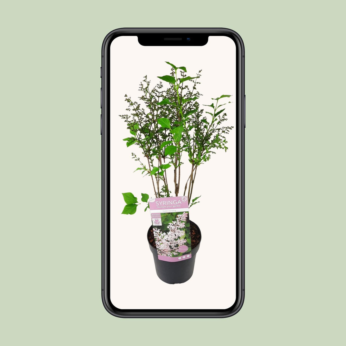 Syringa pat. 'Violet Uprising' - Ø19cm- ↕35cm