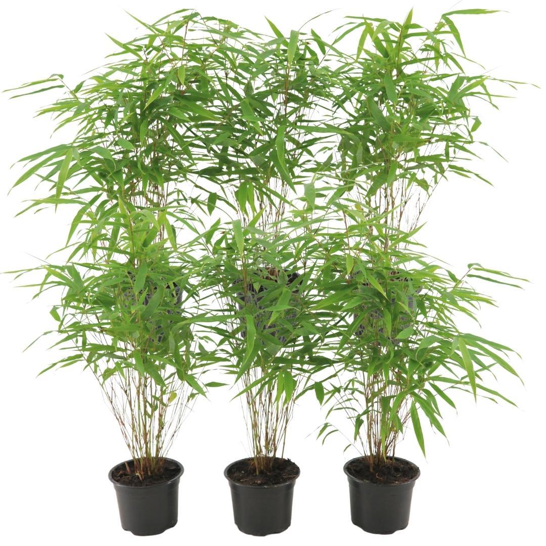 6x Fargesia Rufa Ø13 cm - ↕25 cm Bamboe
