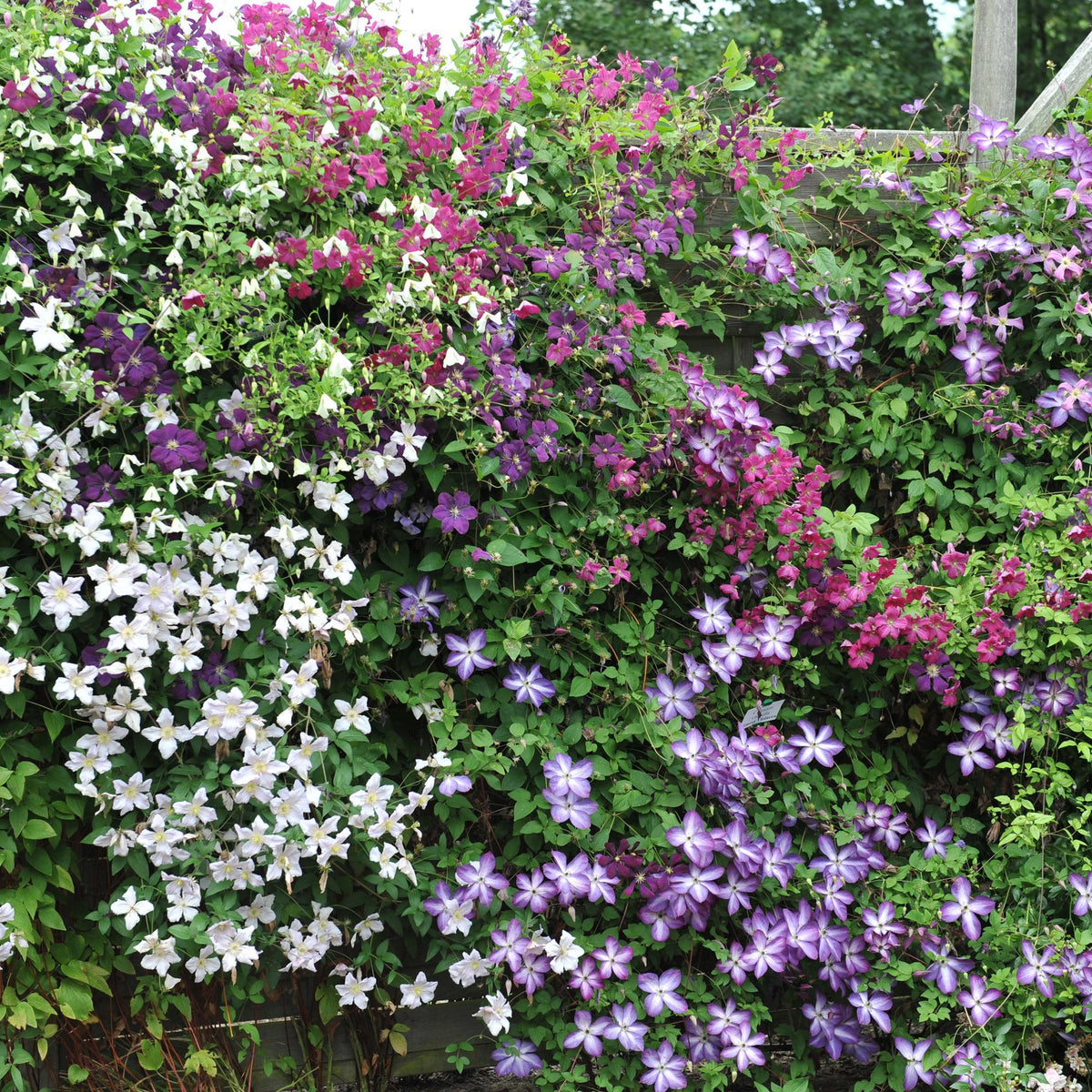 Klimplant - Clematis Tricolour  - Bloem Roze Wit Paars - Weinig onderhoud - 3 planten - Pot 11cm Hoogte 40cm