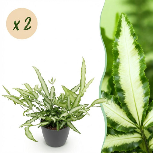Kamerplant - Pteris cretica Albolineata - Lintvaren - Huisdiervriendelijke Plant - Groen - 2 Planten - met Potter Grijs - Pot 12cm - Hoogte 20cm