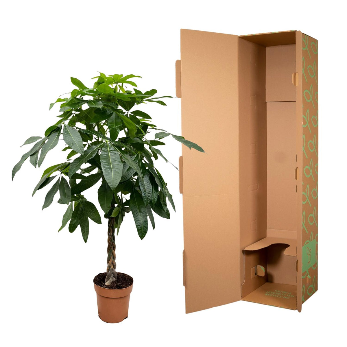 Pachira Aquatica - 170 cm - ø27