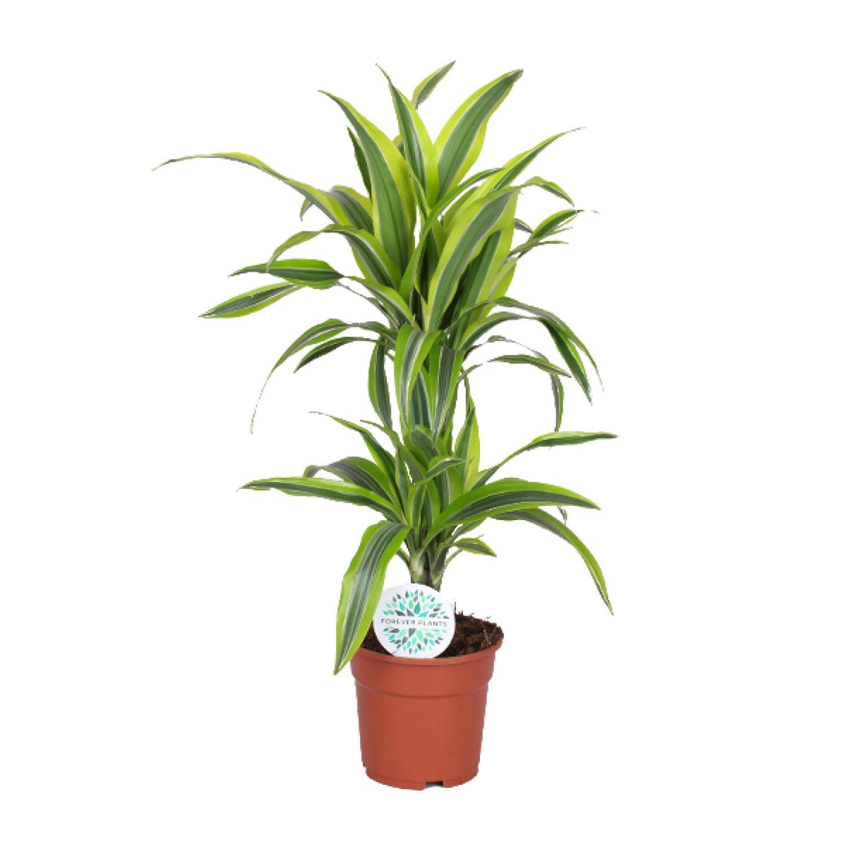Dracaena Lemon Lime - Ø17cm - ↕65cm