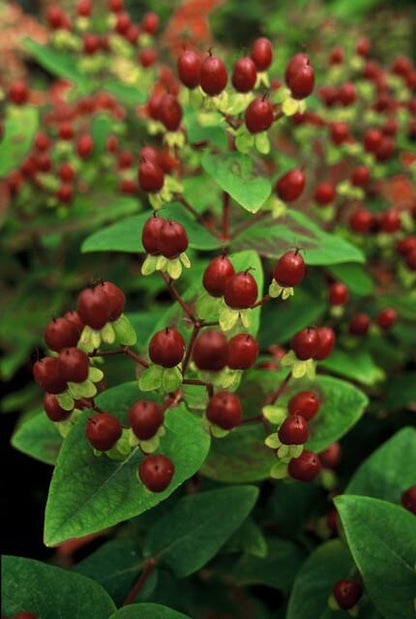 6x Hypericum inodorum 'Beauty' - ↕10-25cm - Ø9cm