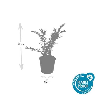 60x Lonicera pileata - ↕10-25cm - Ø9cm