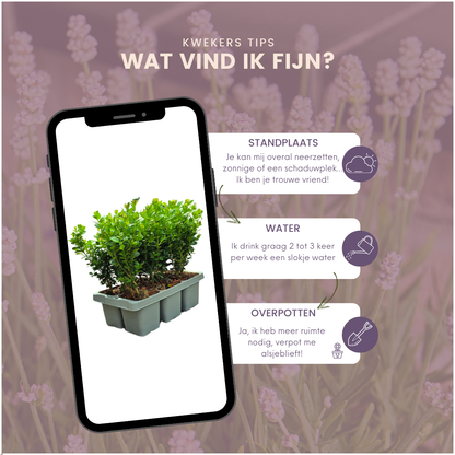 "Buxus NewGen Freedom 6-Pack – Winterharde Groenblijvende Struiken 6 x Ø7 cm - ↕15 cm | Compacte Buxus"