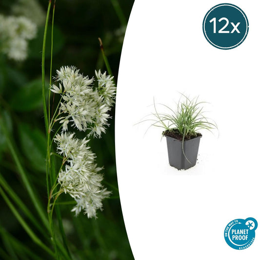 12x Luzula nivea - ↕10-25cm - Ø9cm
