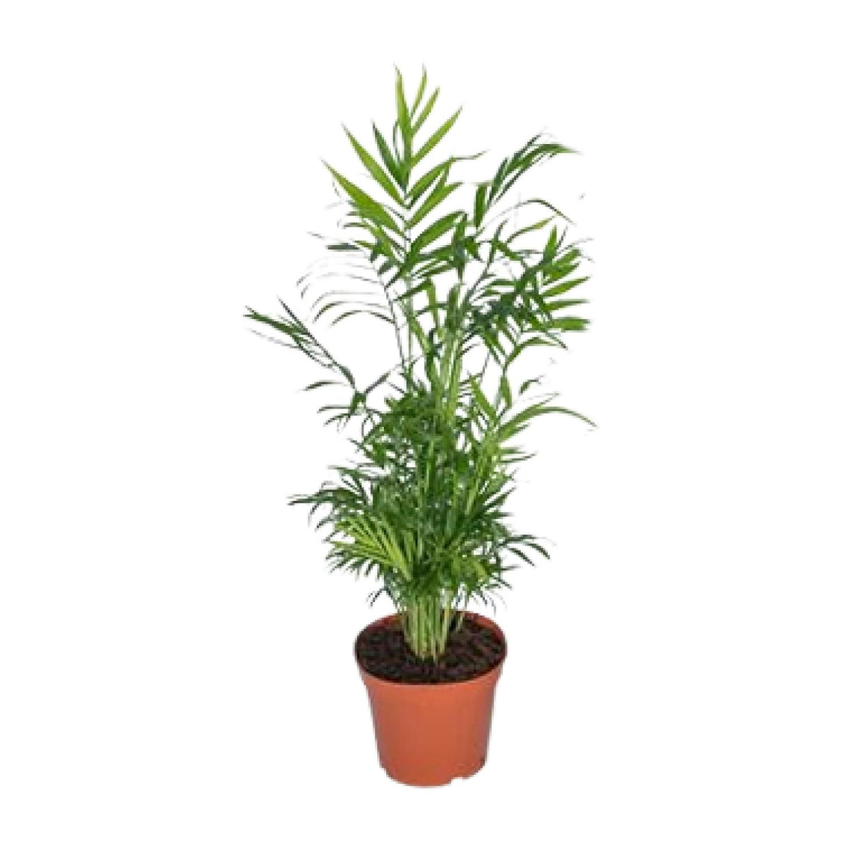 Chamaedorea Elegans - Mexicaanse Bergpalm - Ø17cm - ↕55cm