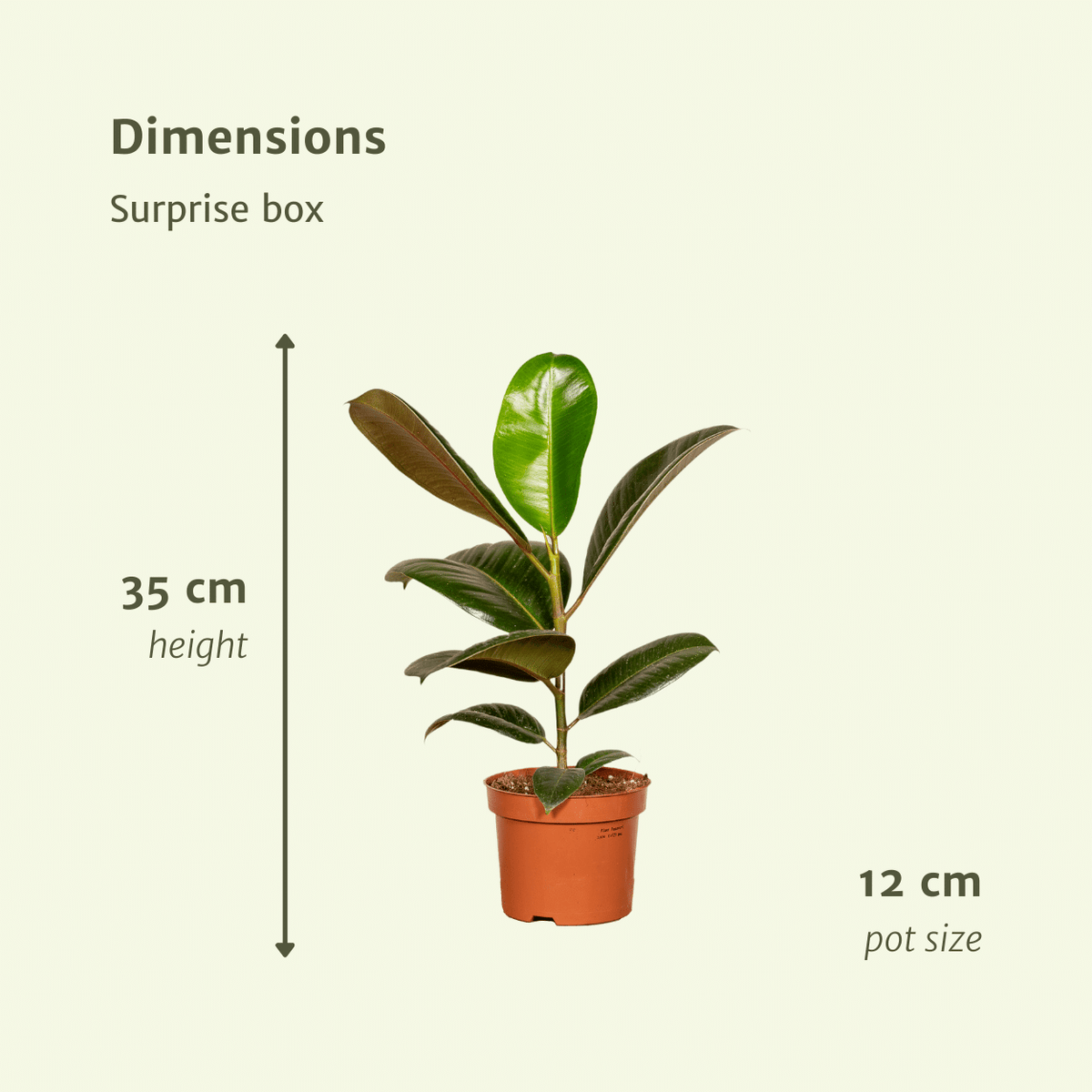 Verrassingsbox - Ø12cm - ↕25cm - x10