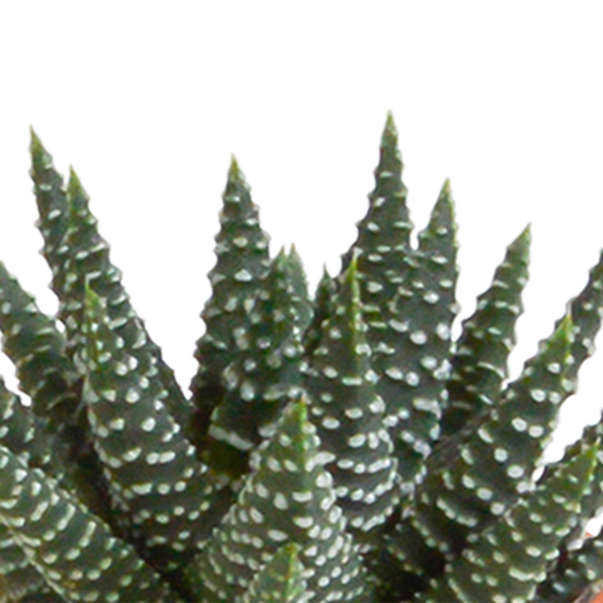 Cactus en vetplanten mix 5.5 cm | 15 stuks - in terracotta pot