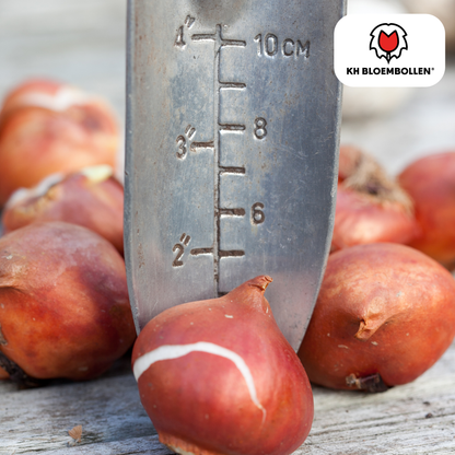 Tulpenbollen Spring Break – 20 Stuks | KH Bloembollen® | Rood-Oranje Tulp – Vurig, Energiek & Opvallend – Voor Tuin of Pot – Maat 11/12 – Vers van de Teler