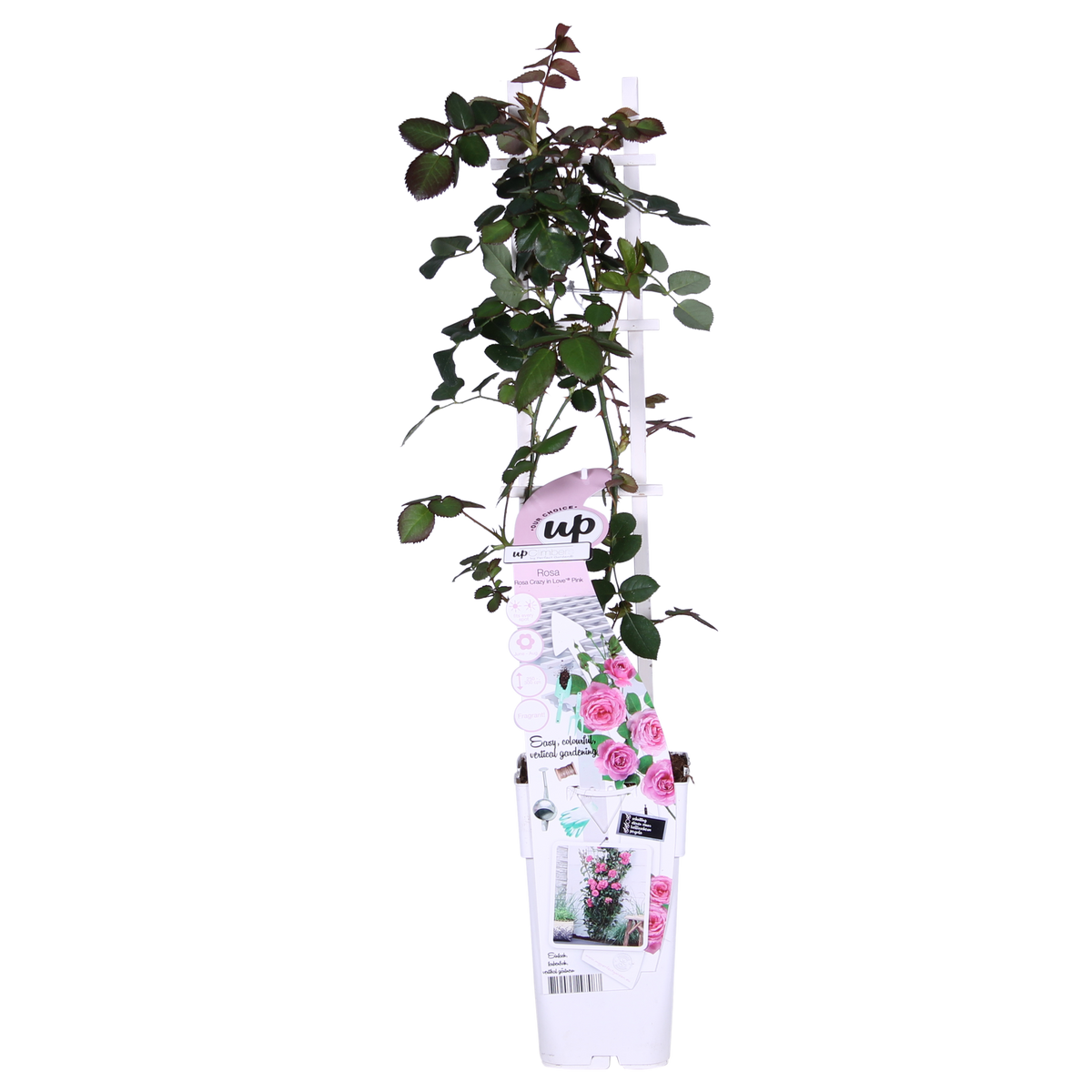Rosa Crazy in love 'Pink' - Roze Roos - Ø15cm - ↕65cm