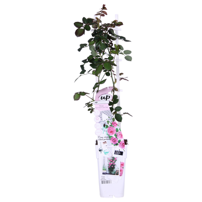 Rosa Crazy in love 'Pink' - Roze Roos - Ø15cm - ↕65cm