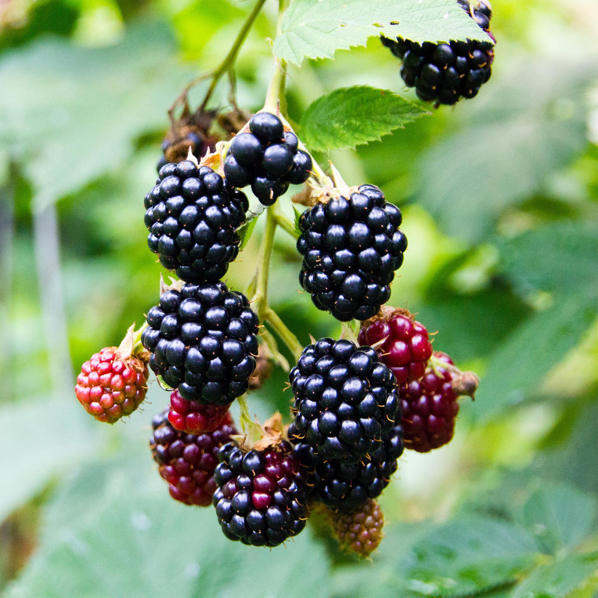 Fruitplant - Braam - Rubus fruticosus Triple Crown - Zwarte Braam - Doornloos - 2 planten -  Pot 11cm Hoogte 40cm