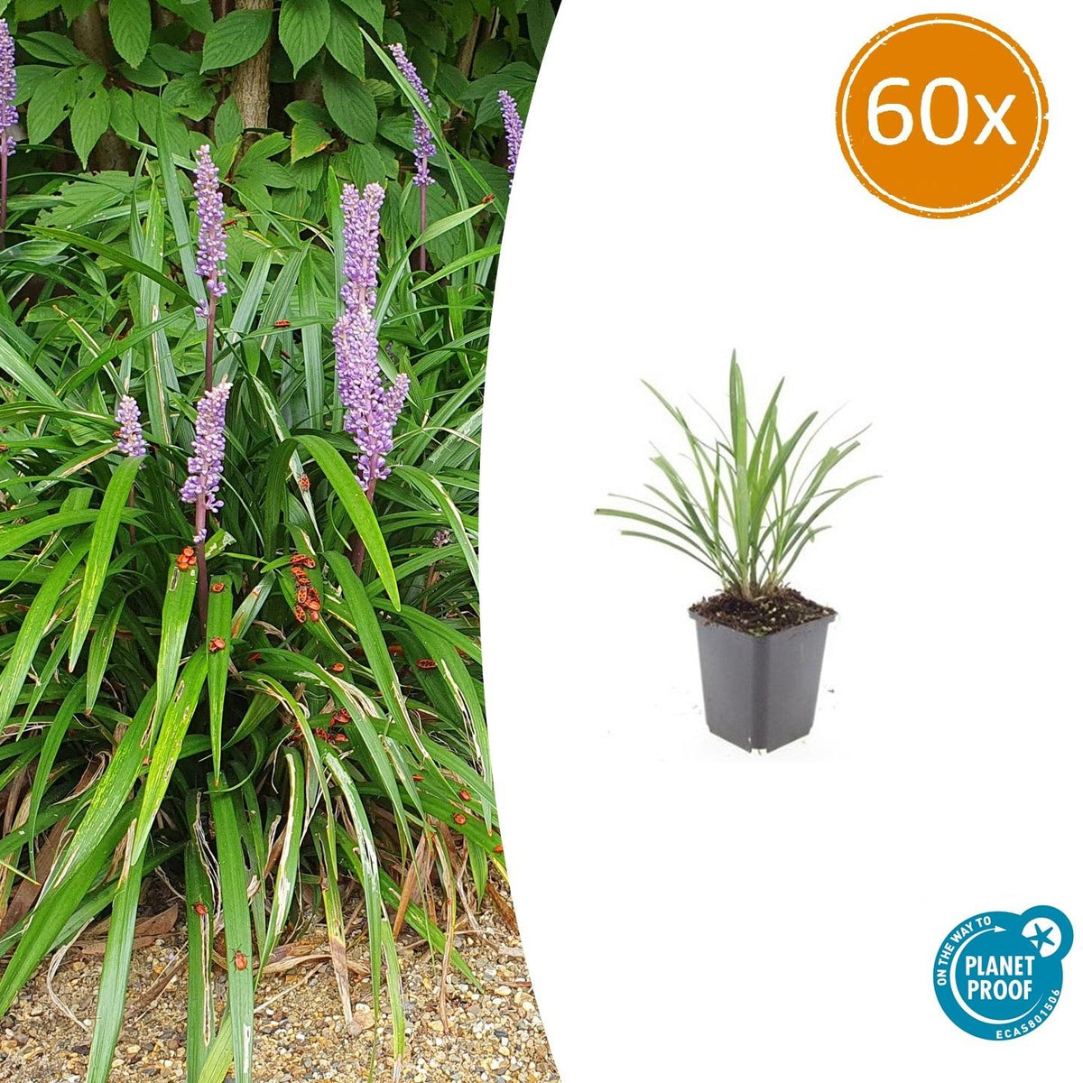 60x Liriope muscari 'Ingwersen' - ↕10-25cm - Ø9cm