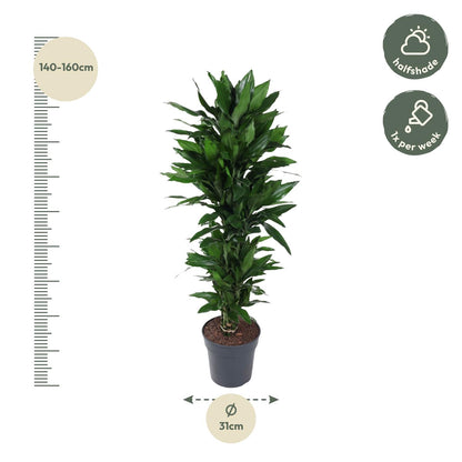 Dracaena Janet Lind vertakt - 120 cm - ø27