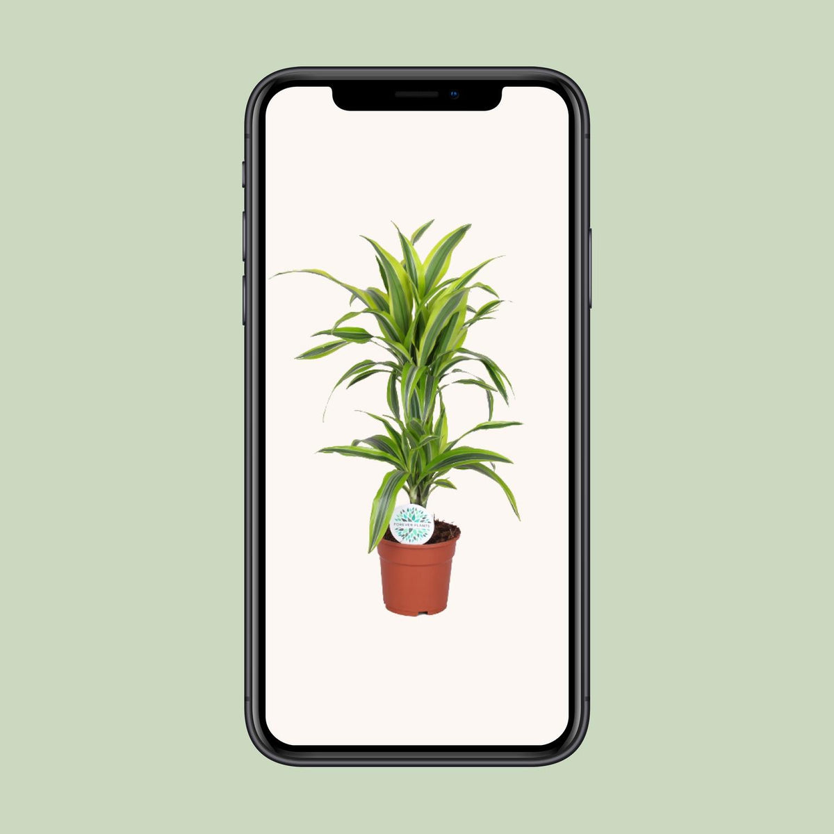 Dracaena Lemon Lime - Ø17cm - ↕65cm
