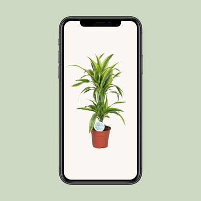 Dracaena Lemon Lime - Ø17cm - ↕65cm