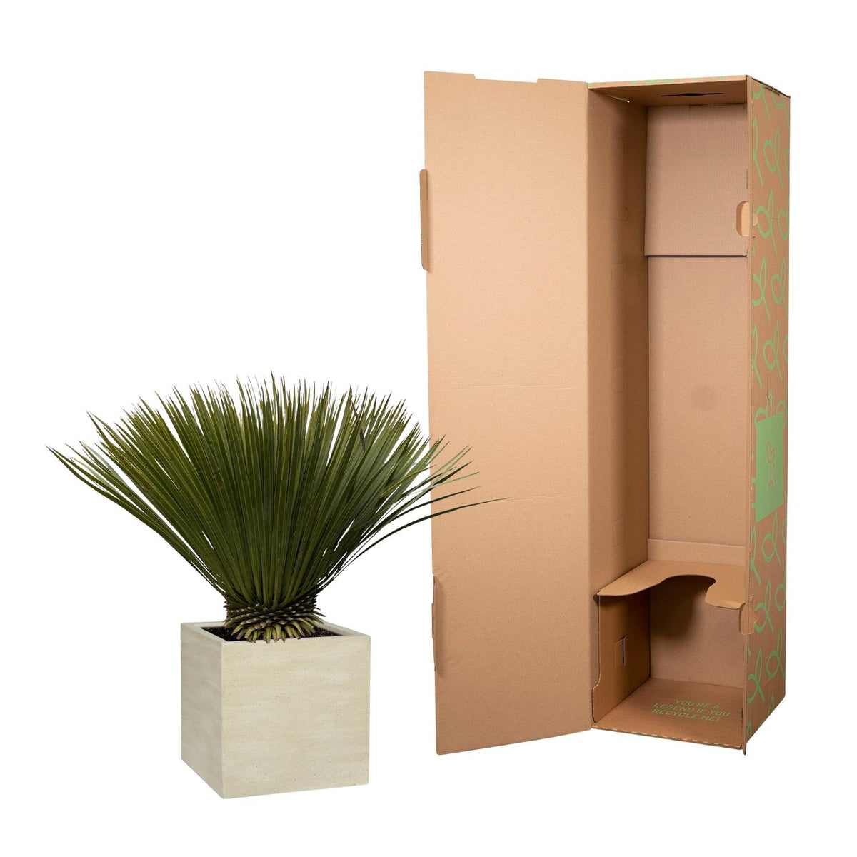 Yucca Rostrata - 70cm- Ø30