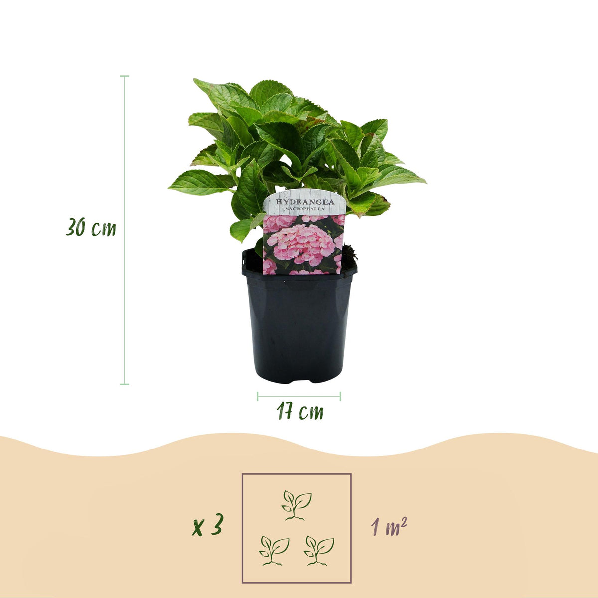 Hortensia - Hydrangea macrophylla Pink - Bloem Roze - 1 Plant -  Bladverliezend - Weinig Onderhoud - Pot 17cm Hoogte 30cm