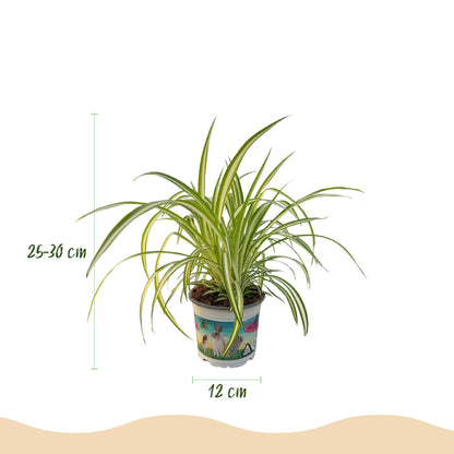 Kamerplant - Chlorophytum comosum Variegatum - Kattengras - Huisdiervriendelijk - Bont - 2 Planten - Pot 12cm - Hoogte 25-30cm