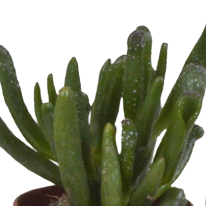 Vetplanten mix 5.5 cm - 5x - in witte pot
