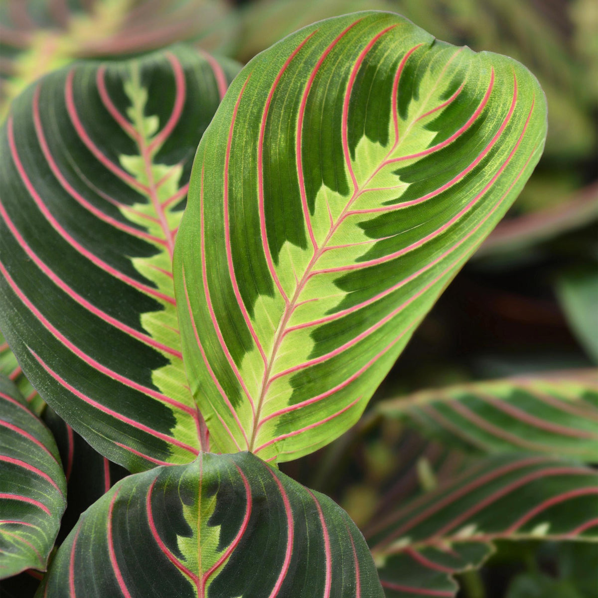 Kamerplant - Maranta Fascinator Tricolour - Gebedsplant - Huisdiervriendelijk - Groen - 2 Planten - Pot 12cm - Hoogte 30-35cm