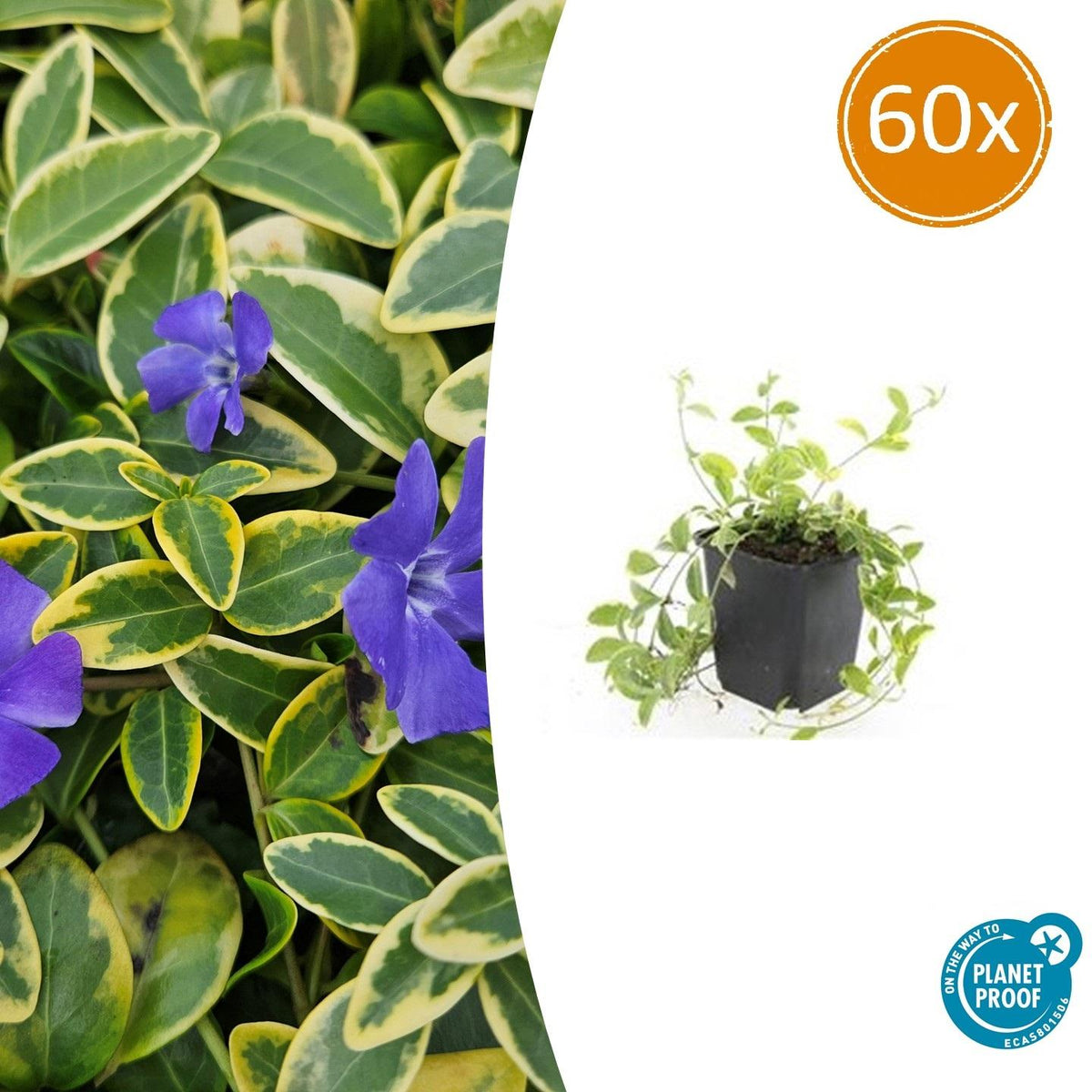60x Vinca minor 'Aureovariegata' - ↕10-25cm - Ø9cm