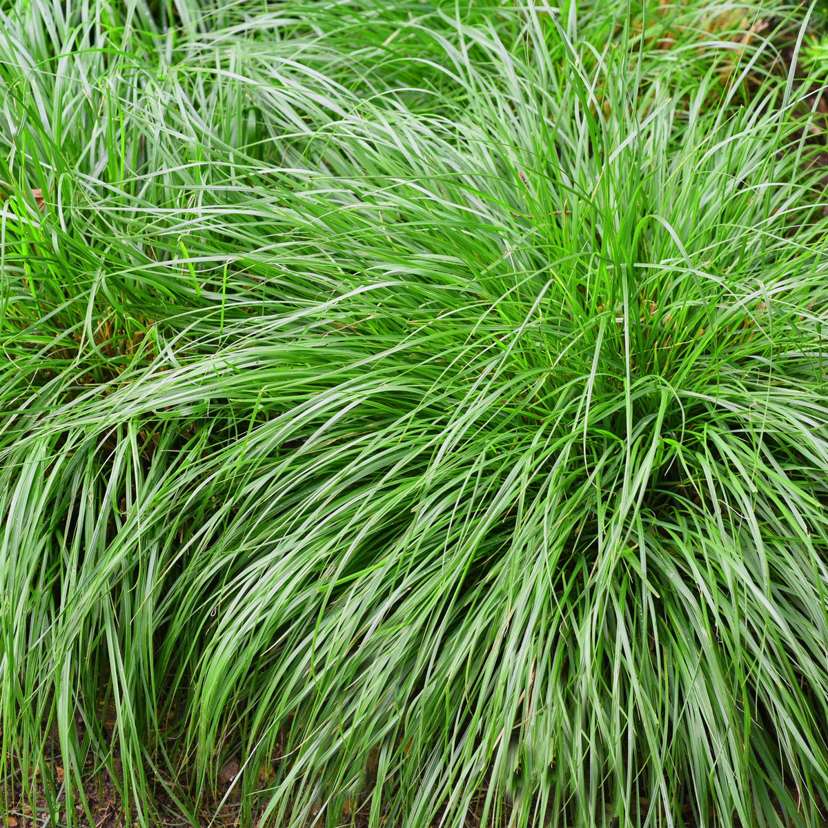 Siergrassen - Carex oshimensis Intense Green - Groen - 2 Planten - Bladhoudend - Weinig Onderhoud - Pot 17cm Hoogte 50cm