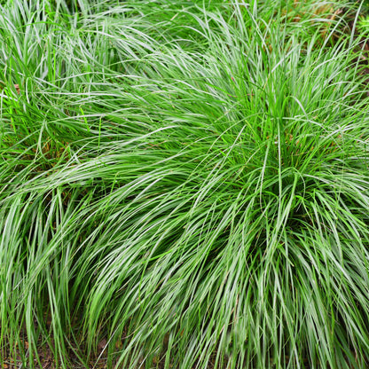 Siergrassen - Carex oshimensis Intense Green - Groen - 2 Planten - Bladhoudend - Weinig Onderhoud - Pot 17cm Hoogte 50cm