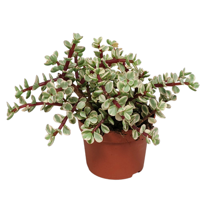Portulacaria afra Variegata 10,5cm - zonder pot