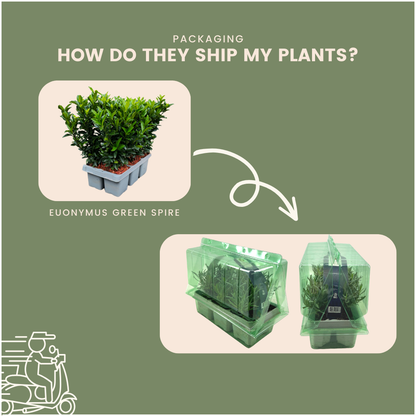 12x Euonymus 'Green Spire' 2x - 12 x Ø 7 cm - ↨ 15 cm
