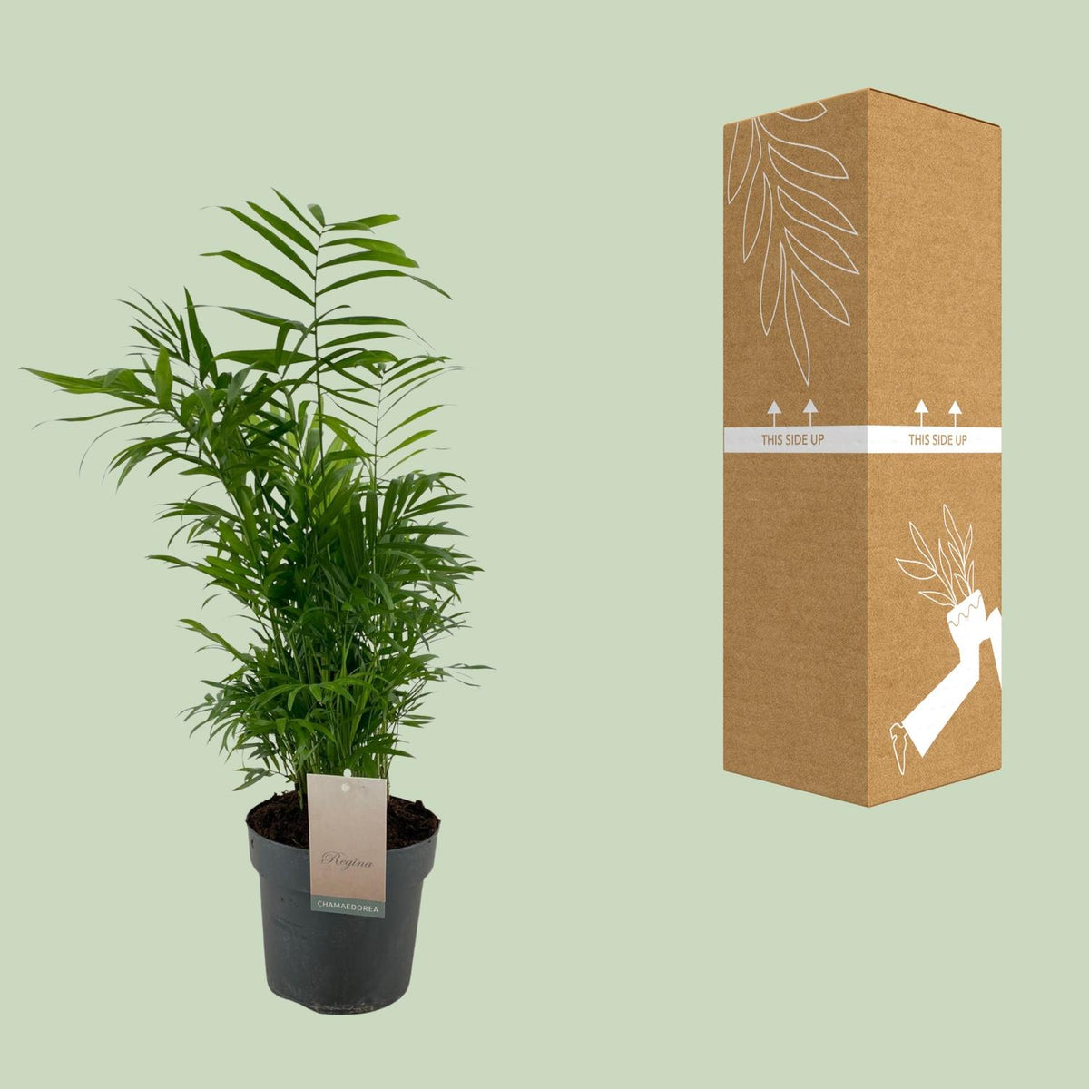 Chamaedorea Elegans - Ø17cm - ↕50cm