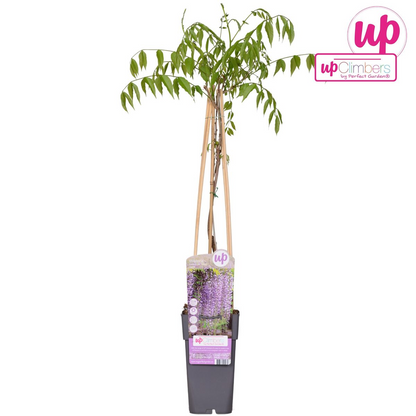 Wisteria floribunda 'Naga Noda' - Paarse regen - Ø15cm - ↕65cm