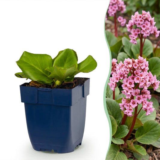 Vasteplant - Bergenia cordifolia - Schoenlappersplant - Schaduw - Roze - 6 Planten - Pot 11cm - Hoogte 15-25cm