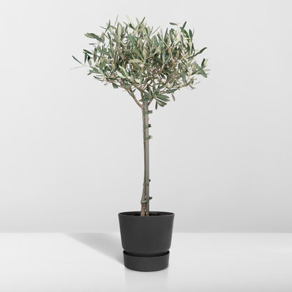 Olea - Ø19cm - ↕90cm