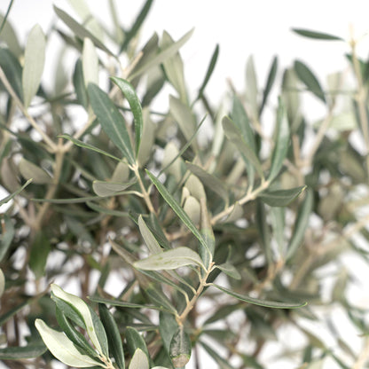 Olea - Ø19cm - ↕90cm