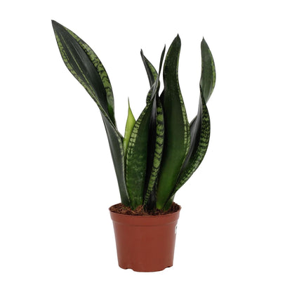 Sansevieria Whitney 12cm - Ø12cm - ↕27cm